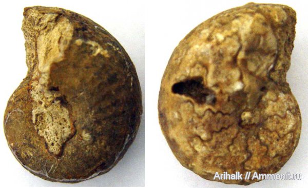 аммониты, Крым, готерив, Phyllopachyceras, верхний готерив, Phyllopachyceras cataschiense