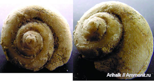 гастроподы, раковины, улитки