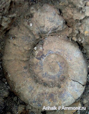 аммониты, головоногие моллюски, Крым, готерив, Ammonites, Pseudothurmannia