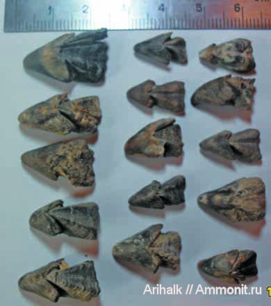 Крым, апт, ринхолиты, Hadrocheilus