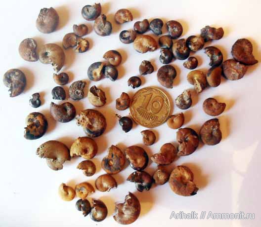 аммониты, Крым, апт