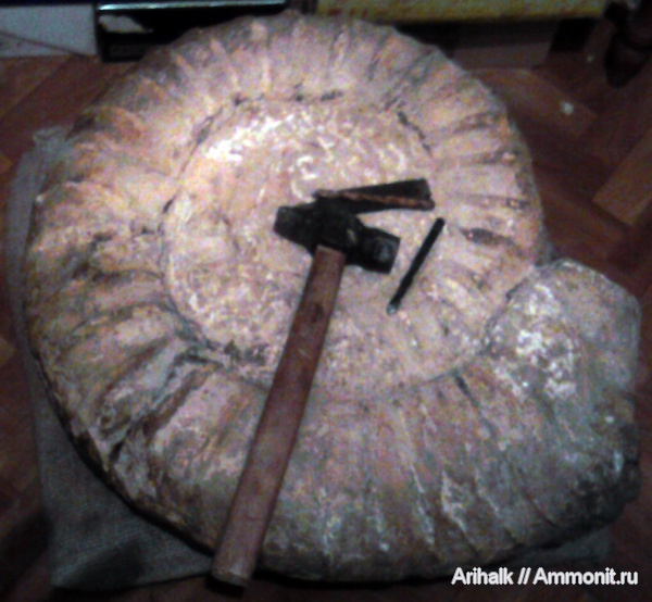 аммониты, Крым