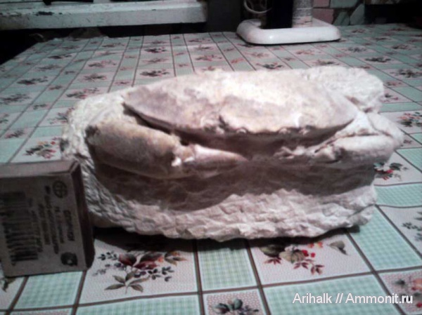 членистоногие, крабы