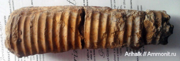 аммониты, гетероморфные аммониты, Крым, баррем, нижний баррем, Ammonites, heteromorph ammonites