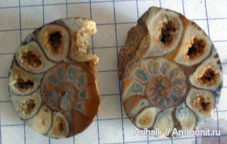 аммониты, Крым, баррем, нижний баррем