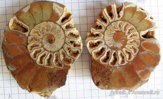 аммониты, Крым, баррем, нижний баррем