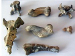 Фрагменты скелета доисторического тюленя Monachopsis pontica