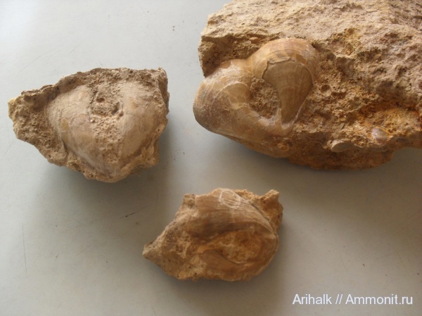 брахиоподы, мел, баррем, нижний баррем, Pygope janitor, Pygope, Pygope janior, Cretaceous