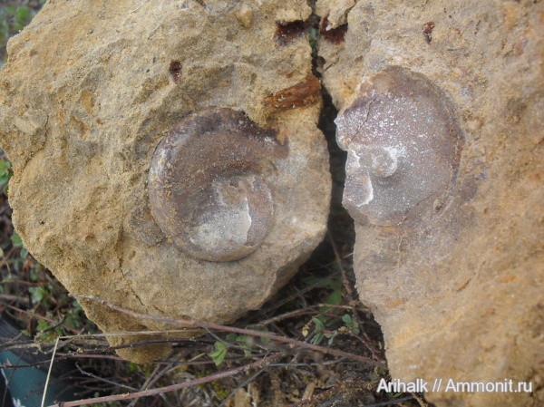 аммониты, мел, Крым, валанжин, Neolissoceras, Cretaceous