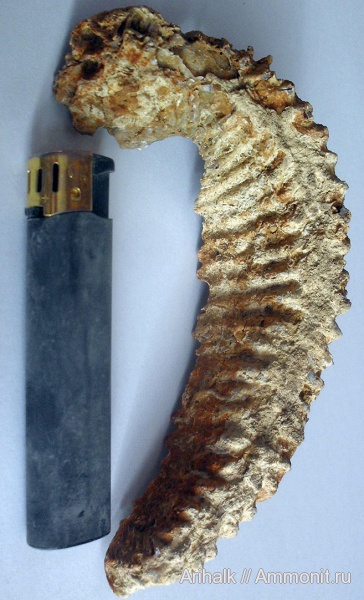 мел, раковины, двустворки, нижний мел, Крым, Rastellum, Cretaceous, Rastellum carinatum, Arctostrea