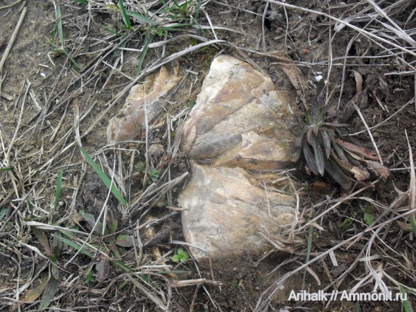 наутилусы, головоногие моллюски, меловой период, готерив, Cymatoceras, Cretaceous, нижний готерив