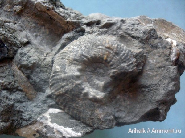 аммониты, мел, нижний мел, Крым, Cretaceous