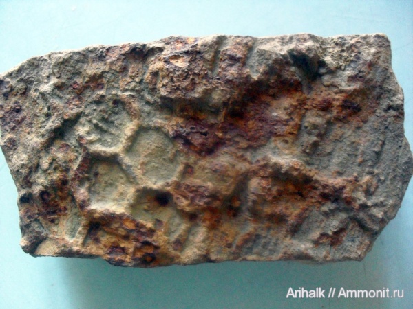 юра, Крым, ихнофоссилии, Paleodictyon