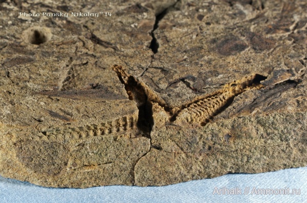 юра, юрский период, морские звезды, Крым, Jurassic