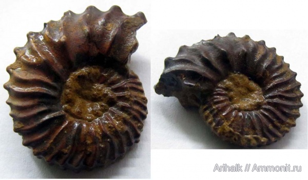 аммониты, нижний мел, Крым