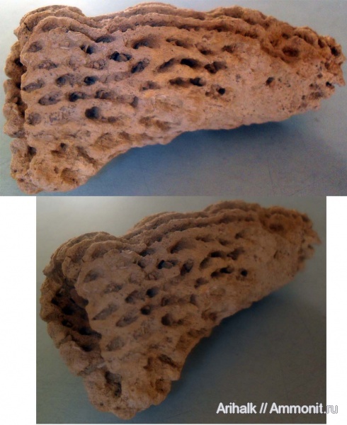 губки, нижний мел