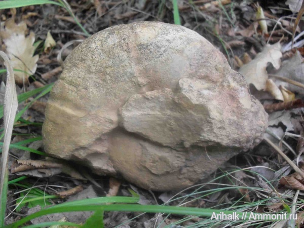 аммониты, Крым, баррем, нижний баррем, Ammonites