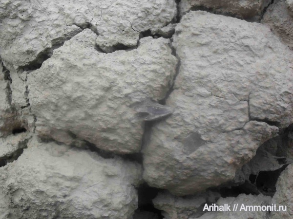 головоногие моллюски, Крым, апт, ринхолиты, Hadrocheilus