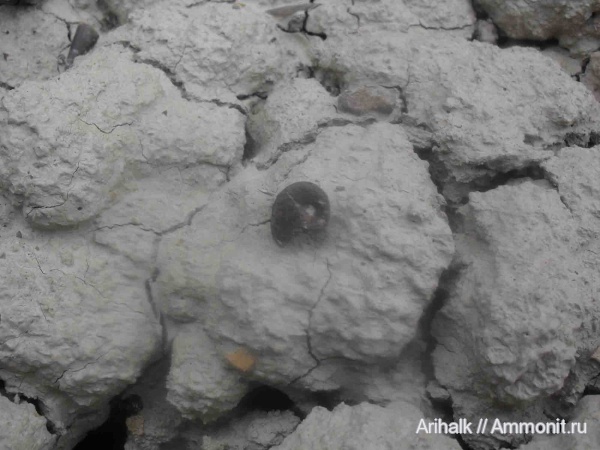 аммониты, головоногие моллюски, Крым, апт, Ammonites