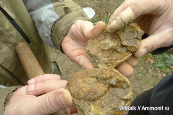 аммониты, головоногие моллюски, Крым, баррем, нижний баррем