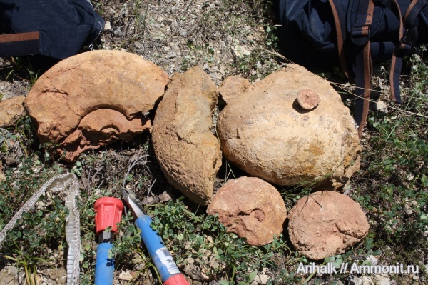 аммониты, наутилусы, Крым, Cymatoceras, баррем, нижний баррем аммониты, наутилусы, Крым, Cymatoceras, баррем, нижний баррем