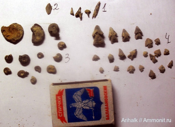 аммониты, рыбы, меловой период, акулы, Крым, апт, аптихи, ринхолиты, Hadrocheilus, Akidocheilus