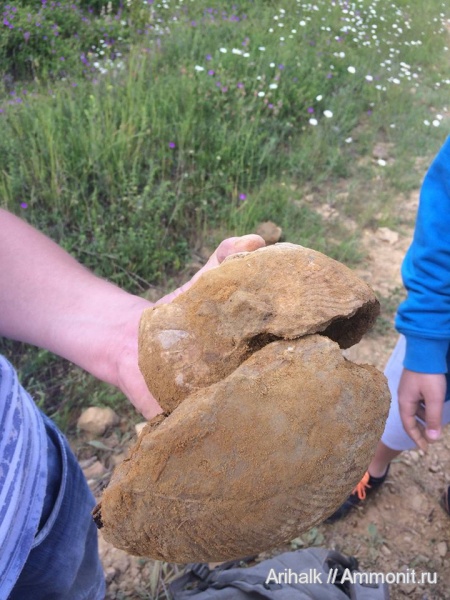 аммониты, наутилусы, меловой период, Крым, Cymatoceras, баррем, нижний баррем