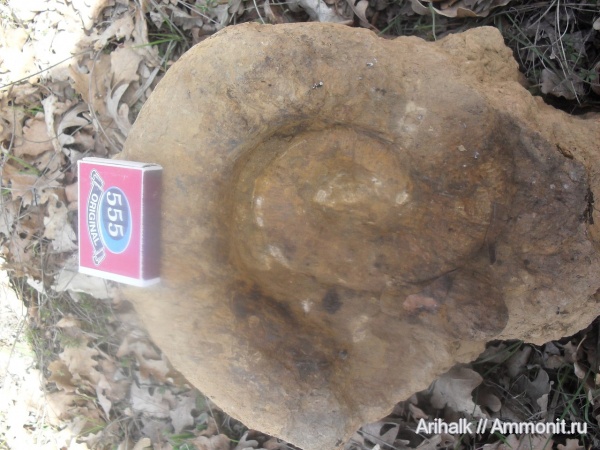 аммониты, гетероморфные аммониты, Крым, баррем, нижний баррем, Crioceratites