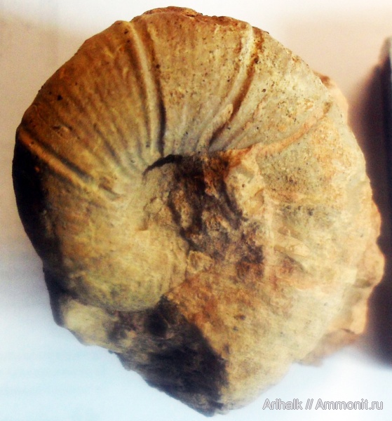 аммониты, Крым, баррем, нижний баррем