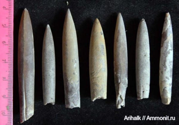 белемниты, Крым, апт, Neohibolites