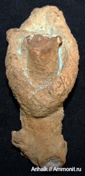 мел, кораллы, губки, Крым