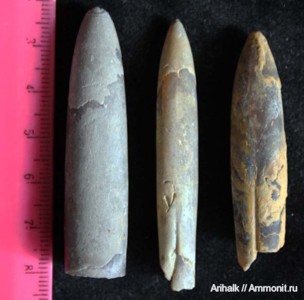 белемниты, головоногие моллюски, апт, Neohibolites