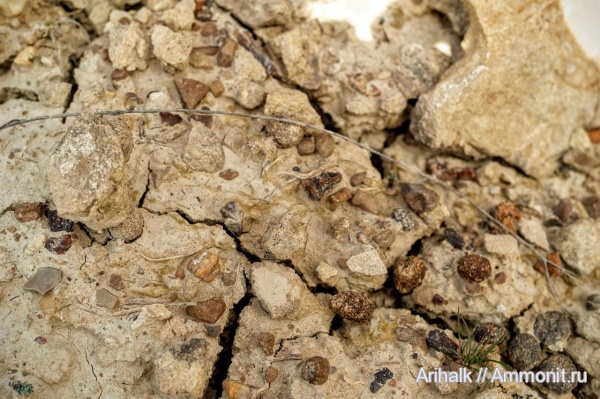 меловой период, Крым, апт, ринхолиты, Hadrocheilus