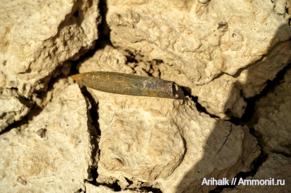белемниты, меловой период, апт, Neohibolites