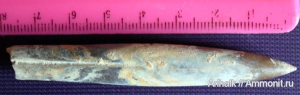 белемниты, Крым, апт, Neohibolites