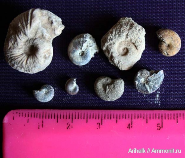 аммониты, головоногие моллюски, апт, баррем, нижний баррем