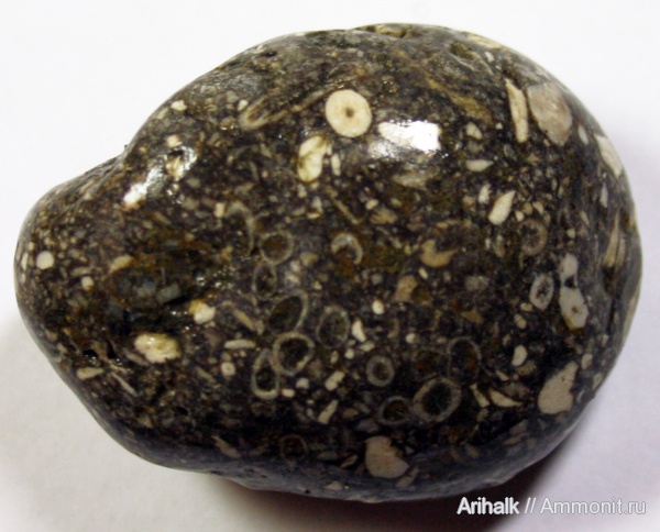 юра, кораллы, криноидеи