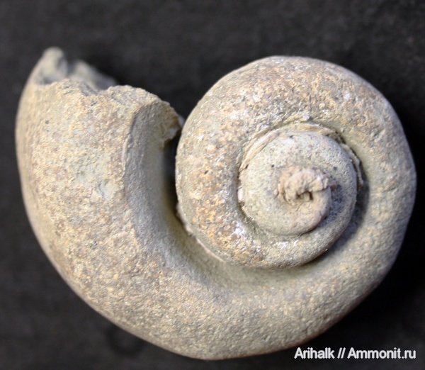 гастроподы, брюхоногие моллюски, Крым