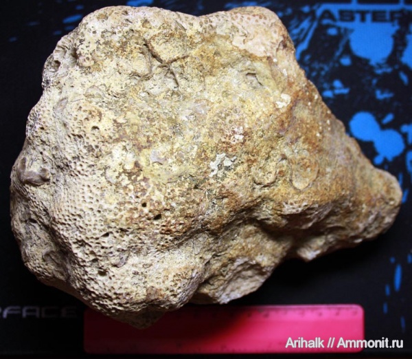 юра, кораллы, Крым