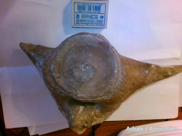 Крым, позвонки, Cetotheriidae, Керченский полуостров