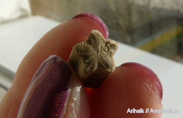 морские лилии, Крым