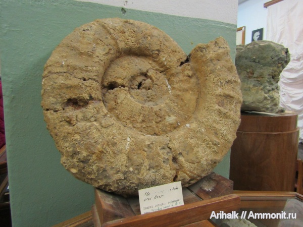 аммониты, берриас, Крым, Neocosmoceras, Neocosmoceras giganteus, конус-в конус, Научный, МГУ, Мангуш, Прохладное