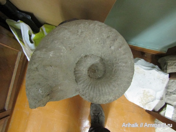 аммониты, Крым, Научный, Мангуш, Прохладное