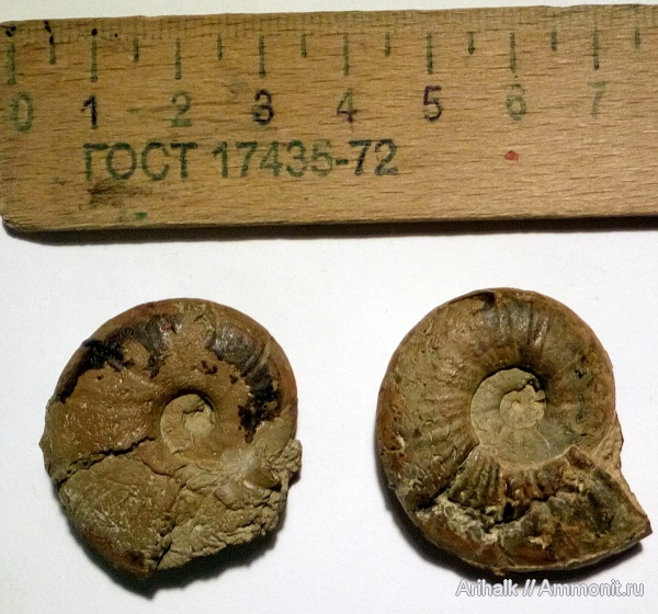 аммониты, мел, Крым, апт