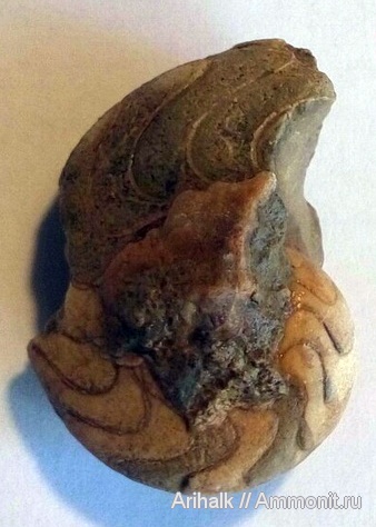 наутилусы, головоногие моллюски, меловой период, Крым, Xenocheilus, Xenocheilus ulixis