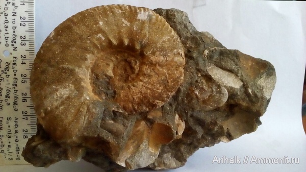 аммониты, берриас, Крым, Dalmasiceras, Тетис