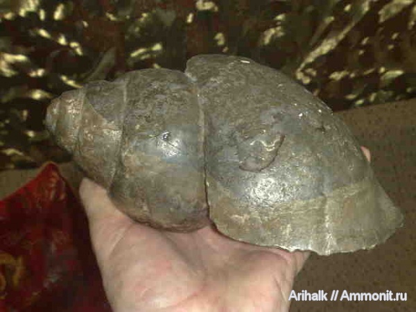 юра, брюхоногие моллюски, Крым