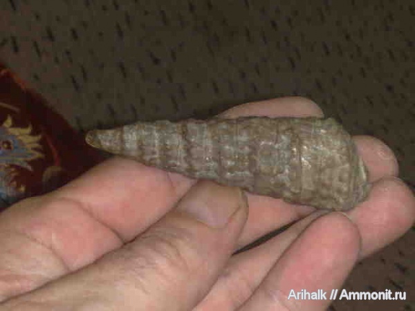 юра, брюхоногие моллюски, Крым, Ялта