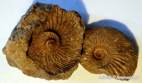 аммониты, нижний мел, Крым