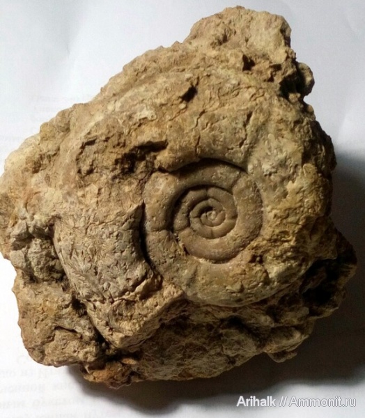 аммониты, Крым, баррем, нижний баррем, Silesites, Научный, Silesites vulpes